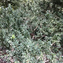 Australian Tea Tree