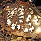 Fungi