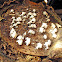 Fungi