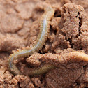 Sandworm