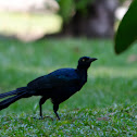Great-tailed Grackle