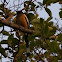 Rufous Treepie