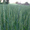 Wheat
