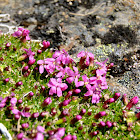Moss Campion