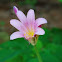 Magic Lily