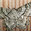 Tulip-tree Beauty Moth