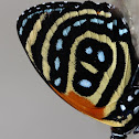 "BD" butterfly