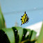Spiny Orb-weaver spider