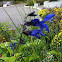 Blue-Black Salvia
