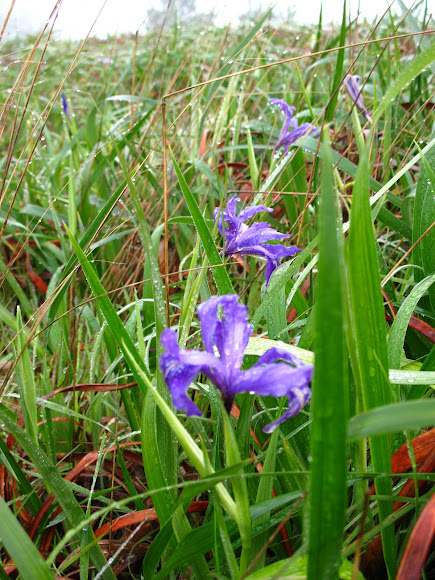 Spotting Image 1