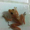 Common tree frog