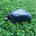 Snapping turtle