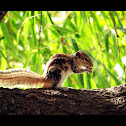Indian Palm Squirrel