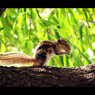 Indian Palm Squirrel