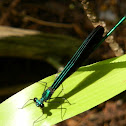 Smoky Rubyspot