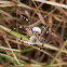 Wasp spider