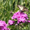 Snowberry Clearwing Hummingbird Moth