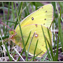 Orange Sulphur Butterfly