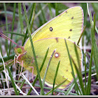 Orange Sulphur Butterfly