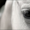 TheEye.jpg