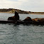 California sea lion