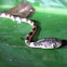 Chunk-headed  tree snake