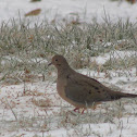 Mourning Dove
