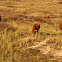 Highland cow