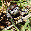Rabbit Bot Fly, female