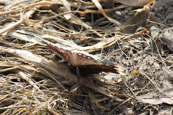 Spotting Image 1