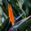 Bird of Paradise