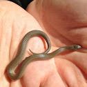 Smooth earth snake