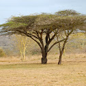 Umbrella Trees