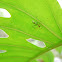 Small Crab Spider 
