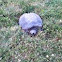 Snapping turtle