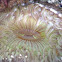 Starburst Anemone