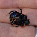 Mites on a Bug