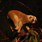 Greater Slow loris