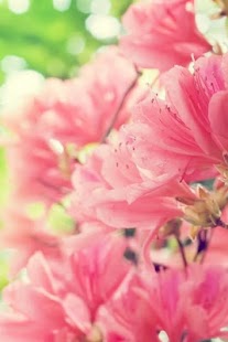 How to get Spring Live Wallpapers lastet apk for laptop