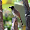 Back eyed Bulbul