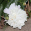 Peony