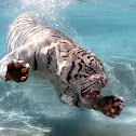 White Tiger