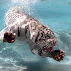 White Tiger