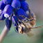 Western Honey Bee