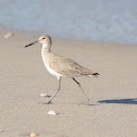 Willet