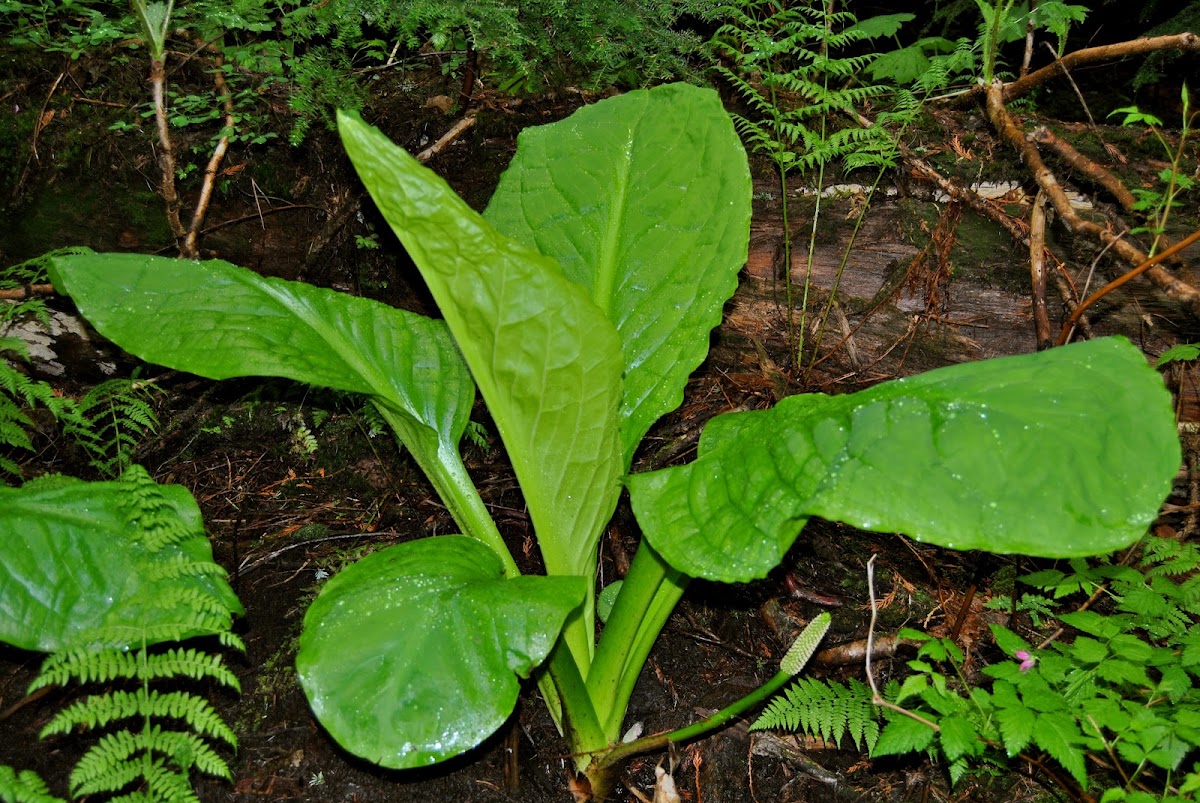 Skunk Cabbage/Swamp Lantern