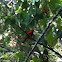 Scarlet Tanager