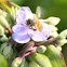 Honey Bee