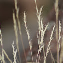 unknown grass