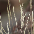 unknown grass